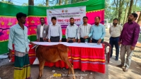 কমলনগরে জেলেদের মাঝে গরুর বাছুর বিতরণ