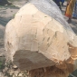 কমলনগরে গাছ কাটলেন ইউপি সদস্য, মামলা করতে গড়িমসি