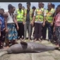 রামগতির মেঘনা নদী থেকে মৃত ডলফিন উদ্ধার