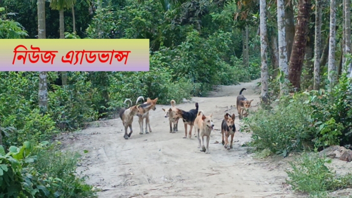কমলনগরে বেওয়ারিশ কুকুর আতঙ্কে শিক্ষার্থীসহ সাধারণ মানুষ