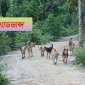 কমলনগরে বেওয়ারিশ কুকুর আতঙ্কে শিক্ষার্থীসহ সাধারণ মানুষ