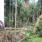 কমলনগরে গাছ কেটে প্রবাসীর বসতবাড়ি ‎দখলের চেষ্টা, থানায় অভিযোগ