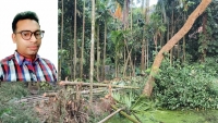 কমলনগরে গাছ কেটে প্রবাসীর বসতবাড়ি ‎দখলের চেষ্টা, থানায় অভিযোগ